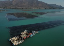 해조류 채취작업