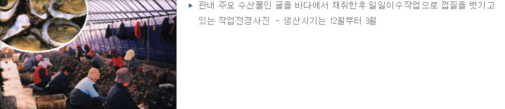 관내 주요 수산물인 굴을 바다에서 채취한후 일일이수작업으로 껍질을 벗기고있는 작업전경사진 - 생산시기는 12월부터 3월