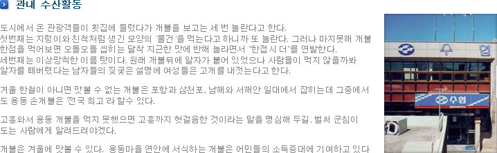 관내 수산활동-도시에서 온 관광객들이 횟집에 들렀다가 개불을 보고는 세 번 놀란다고 한다. 첫번째는 지렁이와 친척처럼 생긴 모양의 '물건'을 먹는다고 하니까 또 놀란다. 그러나 마지못해 개불 한점을 먹어보면 오돌오돌 씹히는 달착 지근한 맛에 반해 놀라면서 『한접시 더』 를 연발한다. 세번째는 이상망칙한 이름 탓이다. 원래 개불뒤에 알자가 붙어 있었으나 사람들이 먹지 않을까봐 알자를 떼버렸다는 남자들의 짖궂은 설명에 여성들은 고개를 내젓는다고 한다. 겨울 한철이 아니면 맛볼 수 없는 개불은 포항과 삼천포, 남해와 서해안 일대에서 잡히는데 그중에서도 용동 손개불은 '전국 최고'라 할수 있다.  고흥와서 용동 개불을 먹지 못했으면 고흥까지 헛걸음한 것이라는 말을 명심해 두길. 벌써 군침이 도는 사람에게 알려드려야겠다. 개불은 겨울에 맛볼 수 있다. 용동마을 연안에 서식하는 개불은 어민들의 소득증대에 기여하고 있다